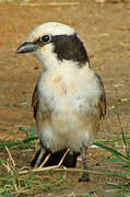 Northern White-crowned Shrike