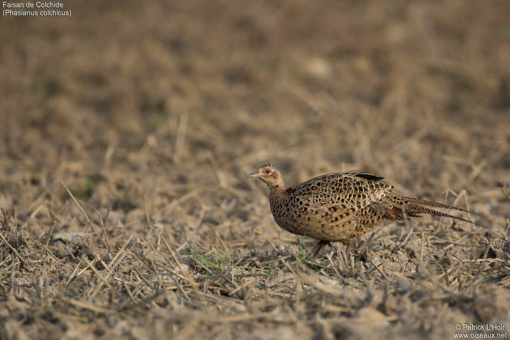 Common Pheasant