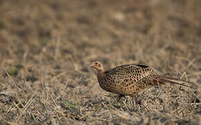 Common Pheasant