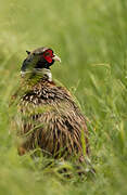 Common Pheasant