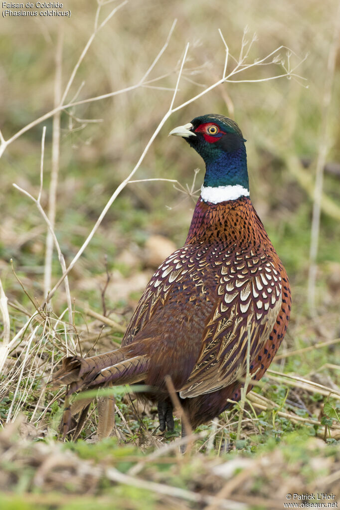 Common Pheasant male