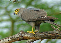 Grey Kestrel