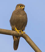 Grey Kestrel