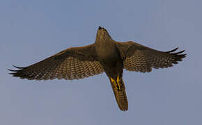 Grey Kestrel