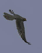 Grey Kestrel