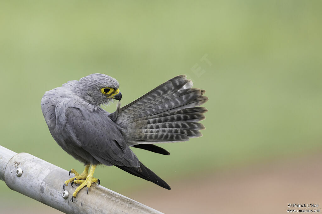 Grey Kestrel