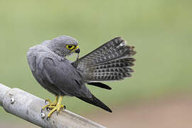 Grey Kestrel