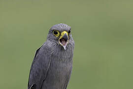 Grey Kestrel