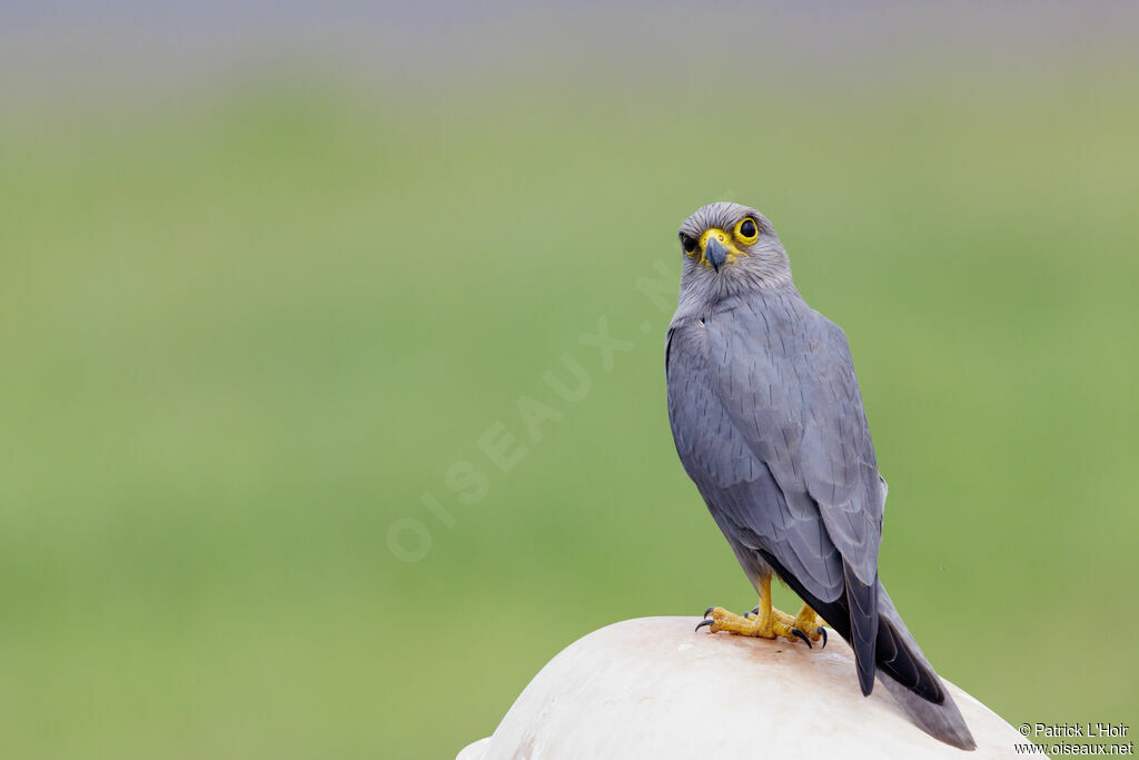 Grey Kestrel