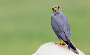 Grey Kestrel