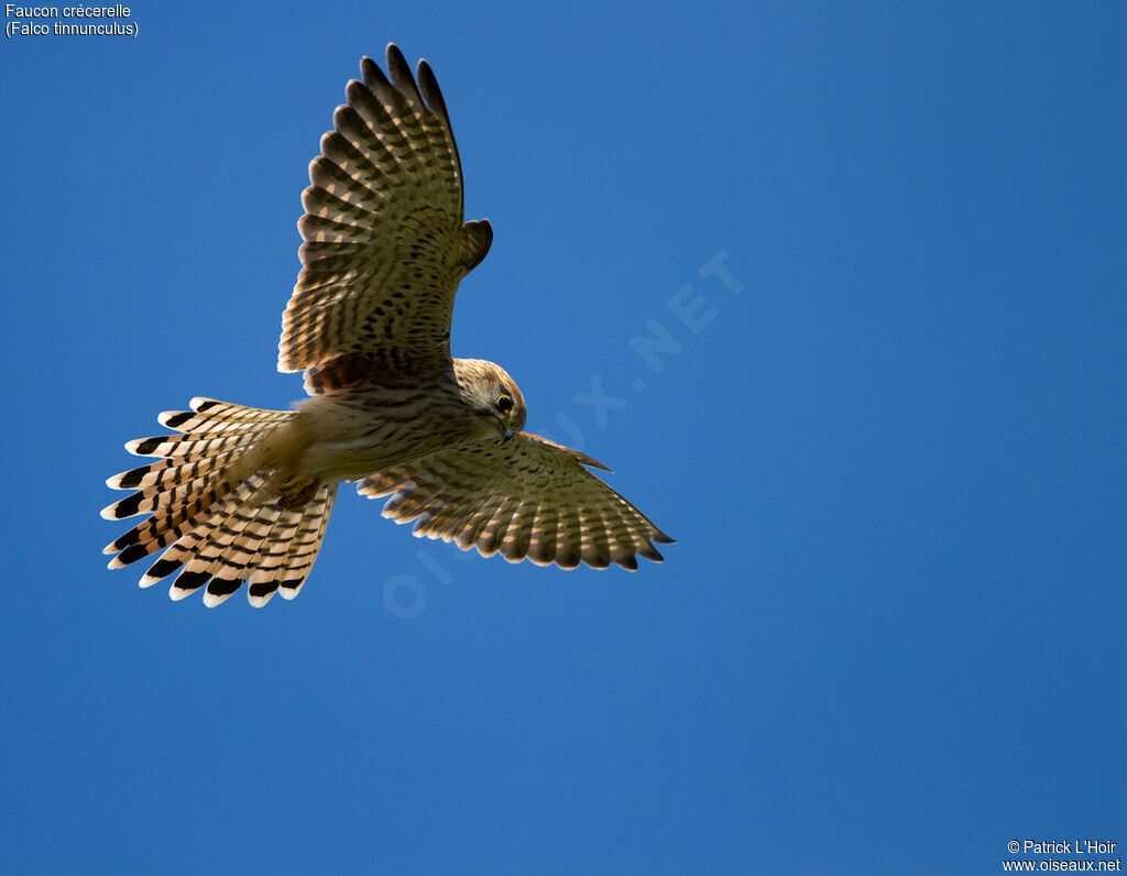 Common Kestrel female adult