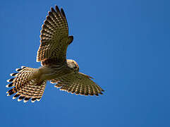 Common Kestrel