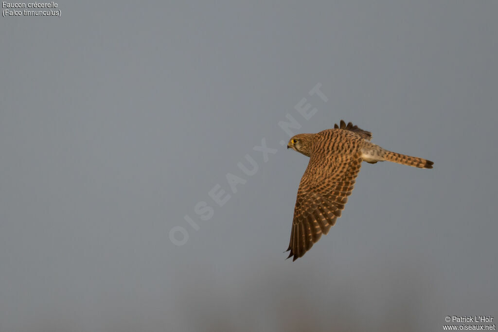 Common Kestrel female adult