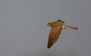 Common Kestrel