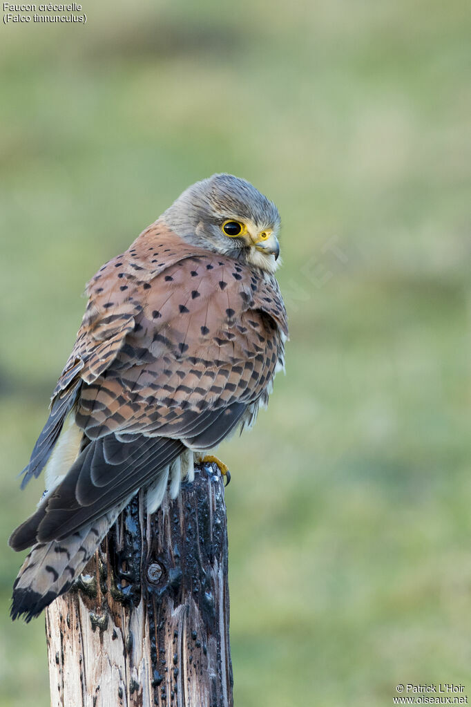 Common Kestrel male