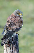 Common Kestrel