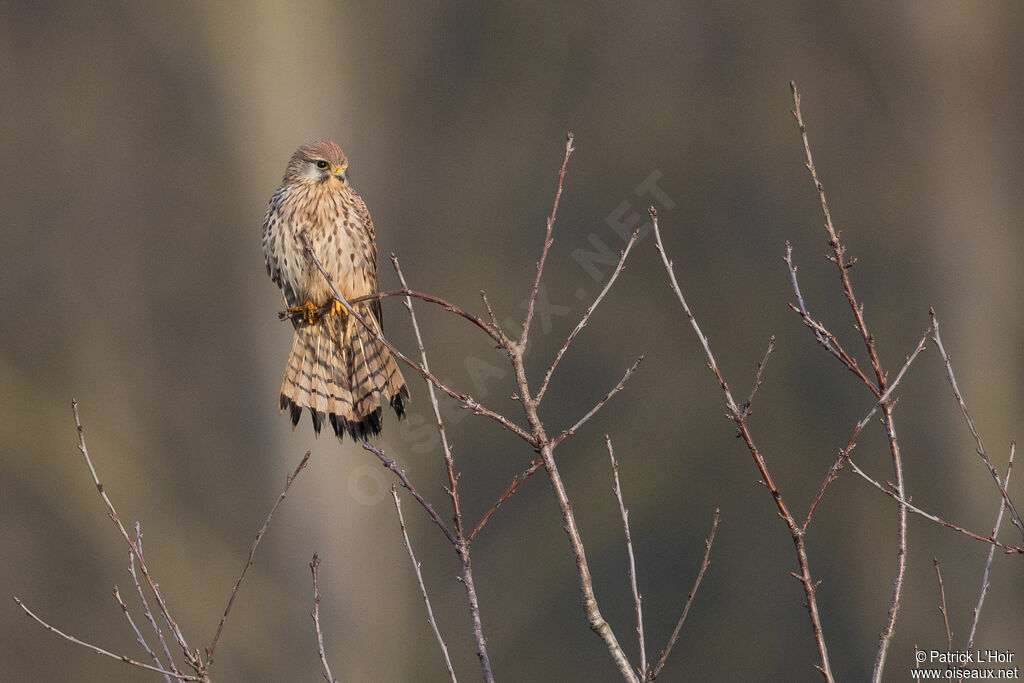 Common Kestrel