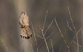 Common Kestrel