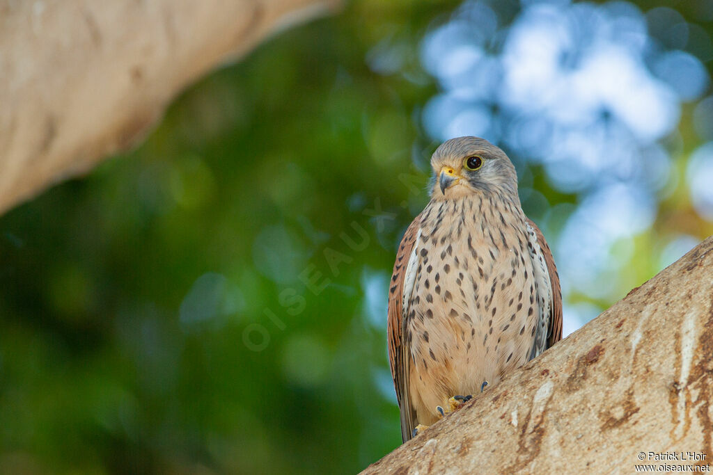 Common Kestrel