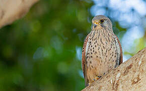 Common Kestrel