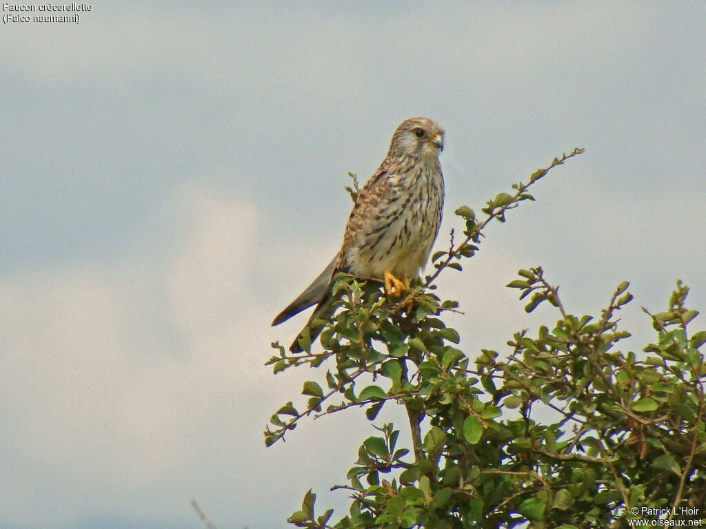 Lesser Kestrel