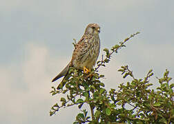 Lesser Kestrel