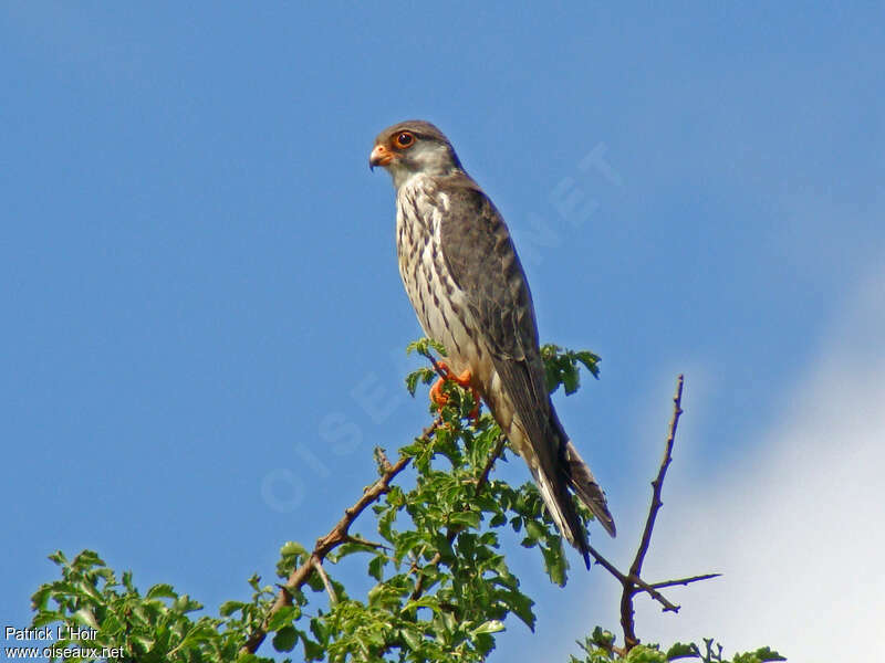 Amur Falcon female adult post breeding, identification