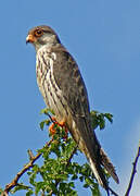 Amur Falcon