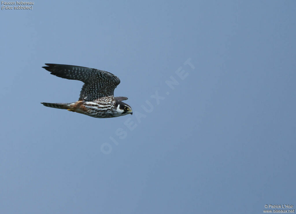 Eurasian Hobbyadult, Flight