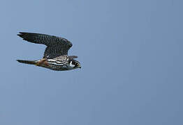 Eurasian Hobby