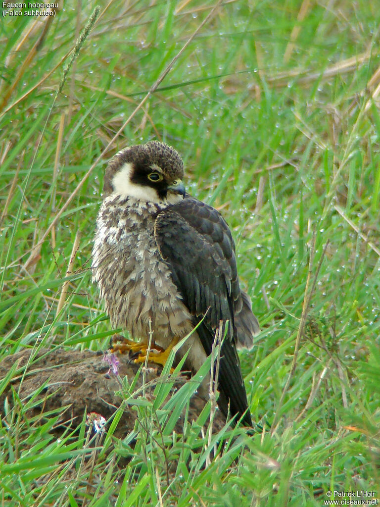 Eurasian Hobby