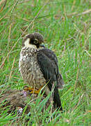 Eurasian Hobby