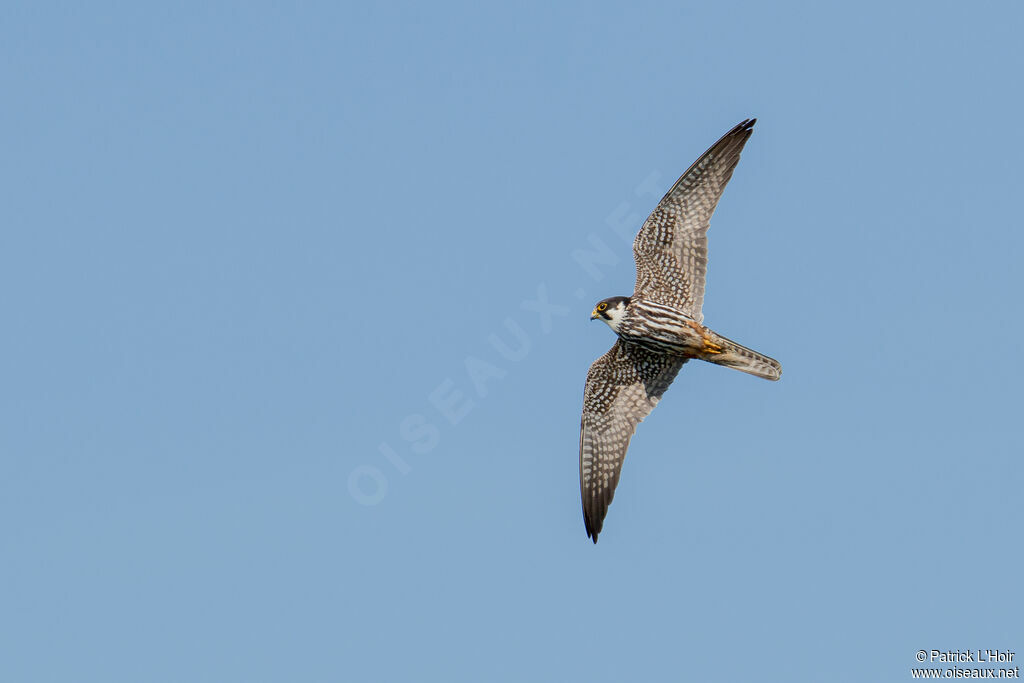 Eurasian Hobby