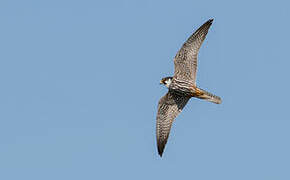 Eurasian Hobby