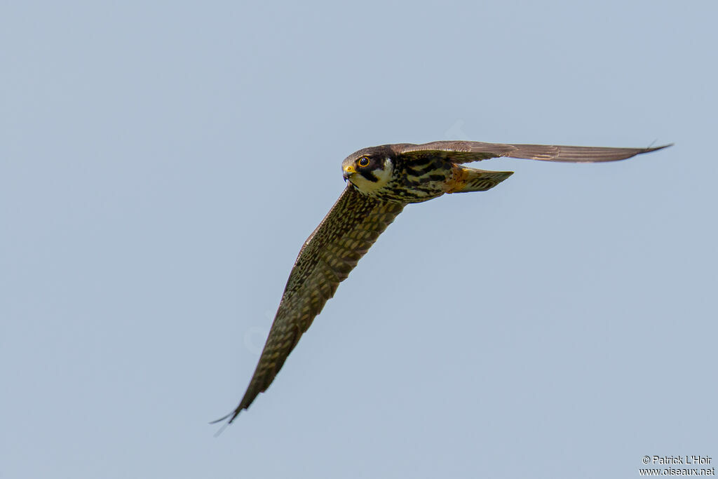 Eurasian Hobby