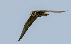 Eurasian Hobby