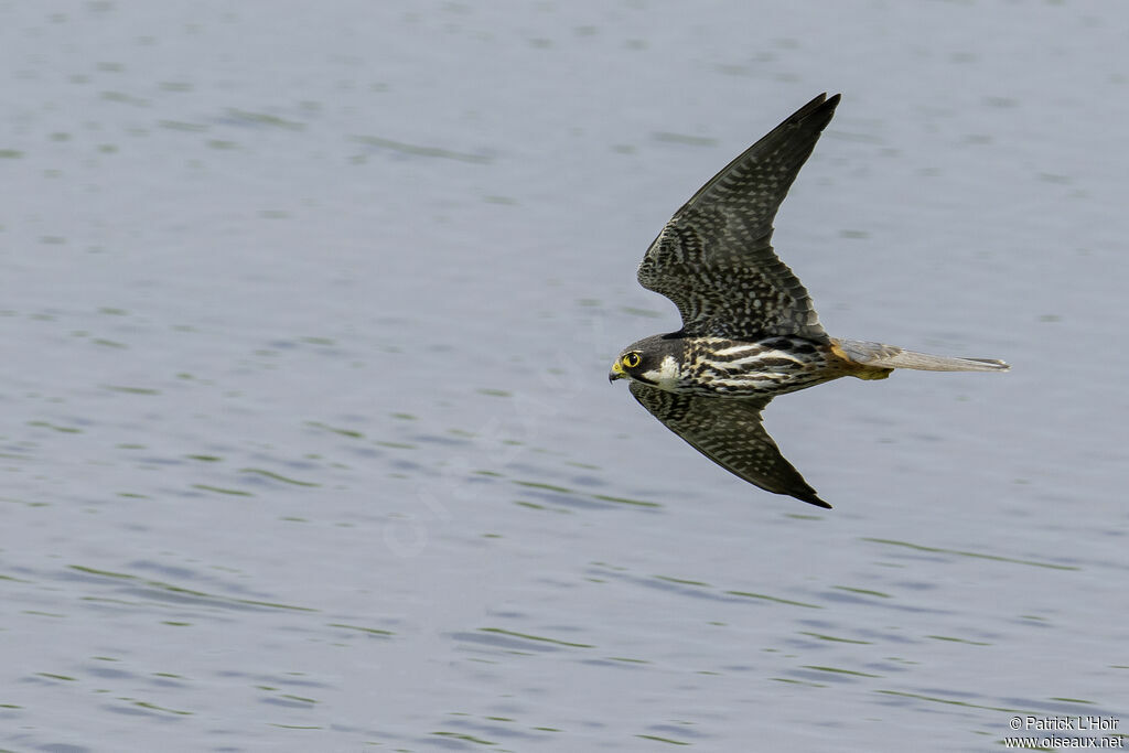 Eurasian Hobby