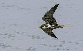 Eurasian Hobby