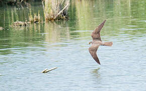 Eurasian Hobby