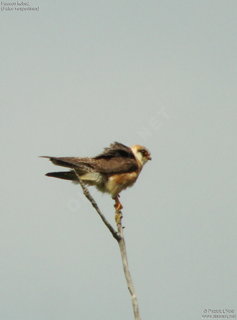 Red-footed Falcon