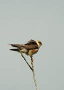 Red-footed Falcon