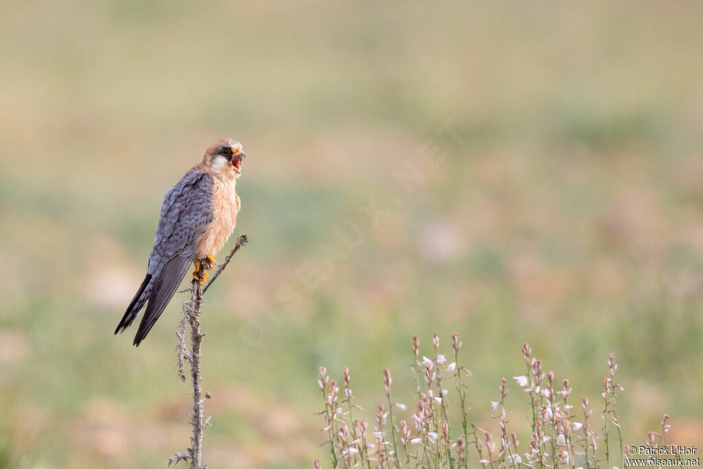 Red-footed Falcon female adult