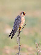 Red-footed Falcon