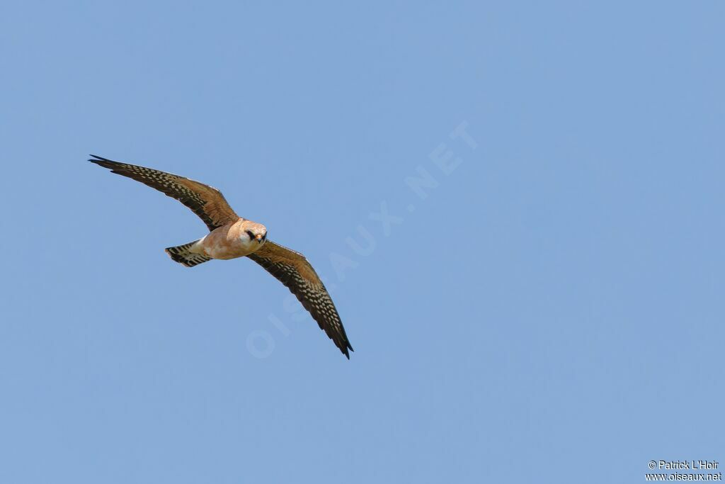 Red-footed Falcon