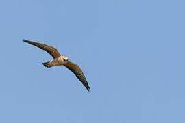 Red-footed Falcon