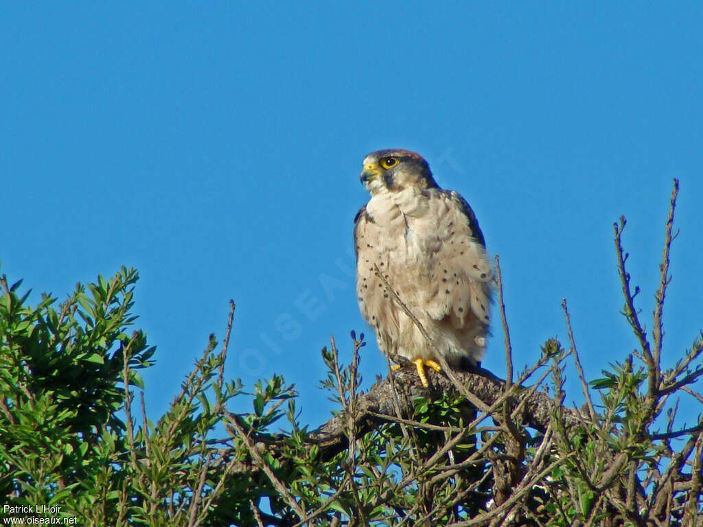 Lanner Falconadult, pigmentation