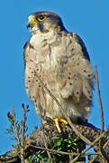 Lanner Falcon