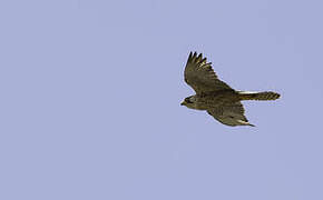 Lanner Falcon