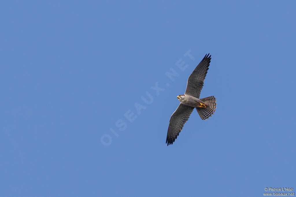 Lanner Falcon