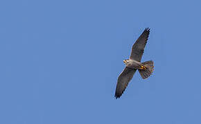 Lanner Falcon